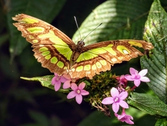 Siproeta stelenes
