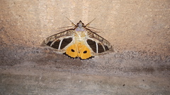 Eudocima materna