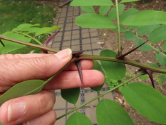 Robinia × ambigua