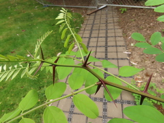 Robinia × ambigua