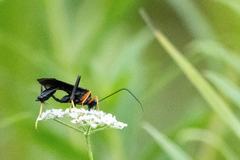 Exetastes fornicator nervulus