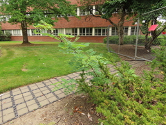 Robinia × ambigua