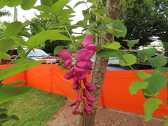 Robinia × ambigua