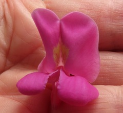 Robinia × ambigua