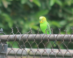Melopsittacus undulatus domesticus