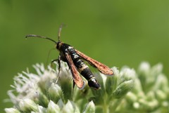 Carmenta pyralidiformis