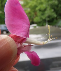 Robinia × ambigua