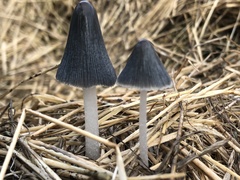 Coprinopsis cinerea