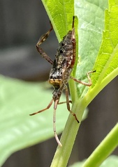 Leptoglossus clypealis