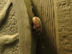 Phyllophaga crenulata