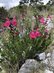 Salvia greggii