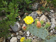 Opuntia cacanapa