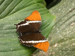 Siproeta epaphus