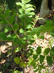 Zanthoxylum martinicense