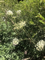 Angelica capitellata
