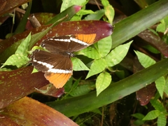 Siproeta epaphus