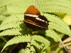 Siproeta epaphus
