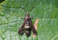 Carmenta pyralidiformis