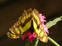 Siproeta stelenes