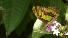 Siproeta stelenes