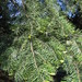 Abies concolor lowiana - Photo (c) Nova，保留部份權利CC BY-SA