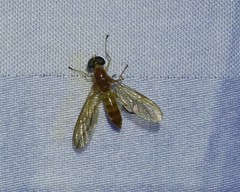 Ptecticus trivittatus