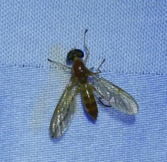 Ptecticus trivittatus
