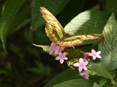 Siproeta stelenes