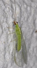 Chrysopodes collaris