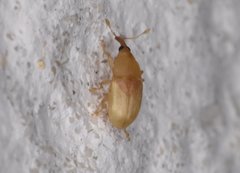 Notolomus basalis