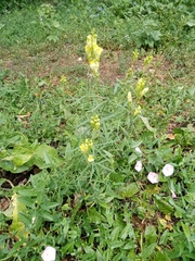 Linaria vulgaris