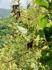 Chauliognathus distinguendus