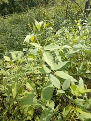 Orbexilum onobrychis