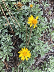 Heterotheca mucronata