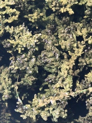 Ceratophyllum