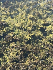 Ceratophyllum