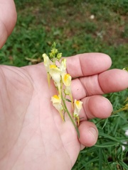 Linaria vulgaris