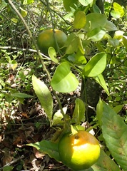 Citrus deliciosa