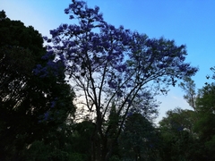 Jacaranda mimosifolia