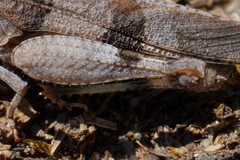 Oedipoda caerulescens