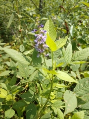 Orbexilum onobrychis