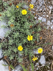 Heterotheca mucronata
