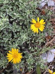 Heterotheca mucronata