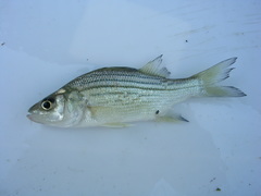 Morone mississippiensis