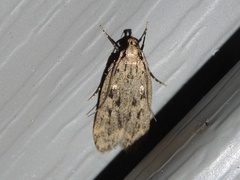 Martyringa ravicapitis