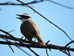 Pitangus sulphuratus