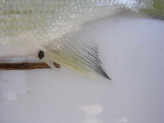 Morone mississippiensis