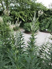 Veronicastrum