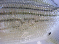 Morone mississippiensis