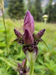 Gentiana pannonica
